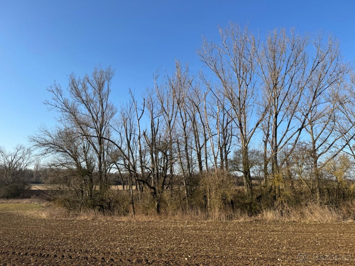 Prodám lesní pozemek v katastrálním území Radouň - 18