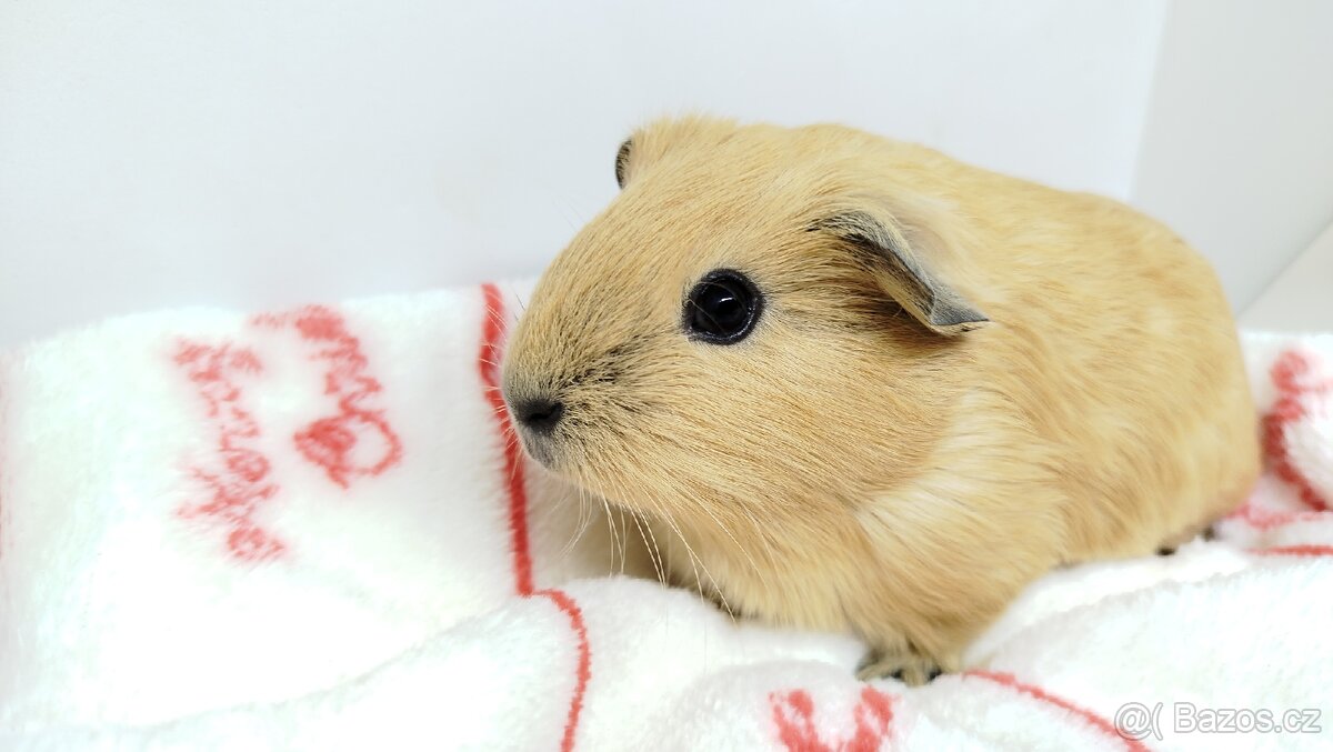 Morče, Morčata, Morčátko, Morčátka - SISI - 18