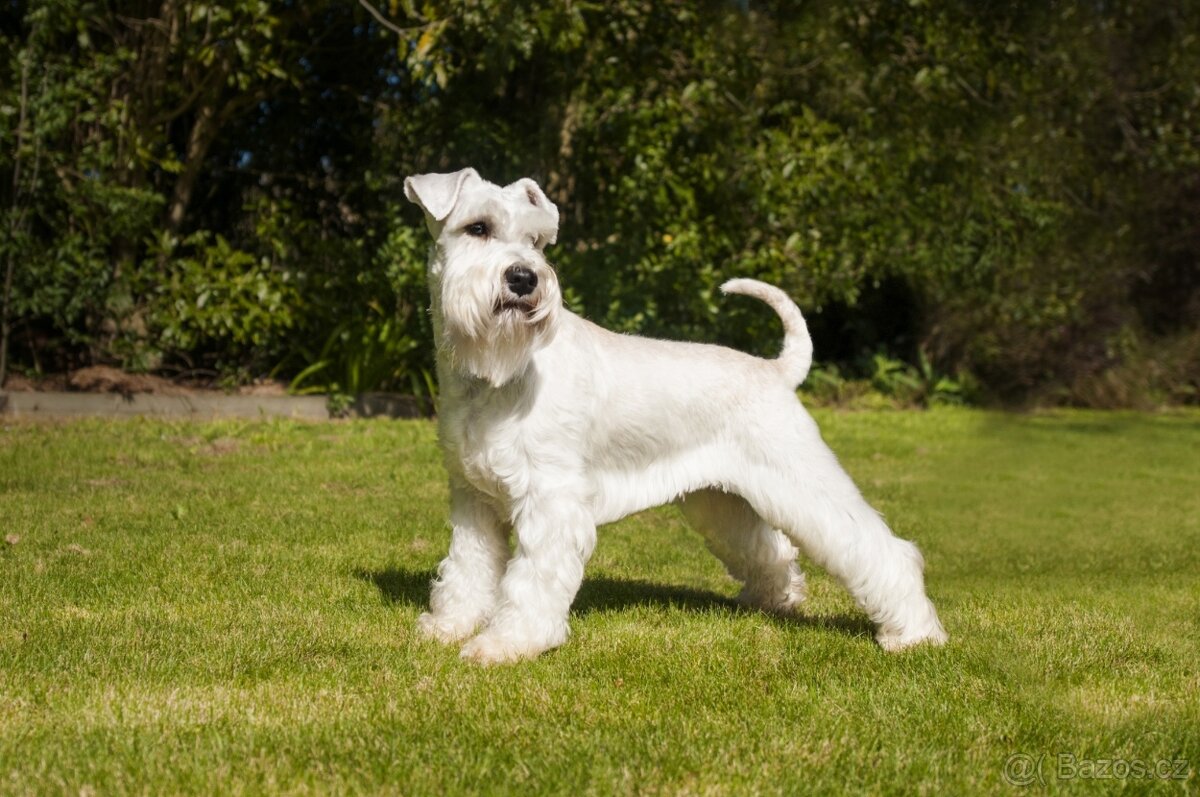 CHS Švarcava - Knírač malý bílý s PP - 18