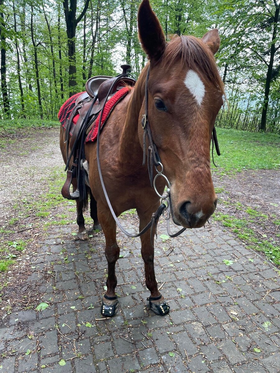 Pasování botek pro koně: - 18