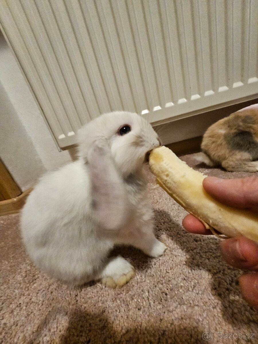 Zakrslý králík - 18