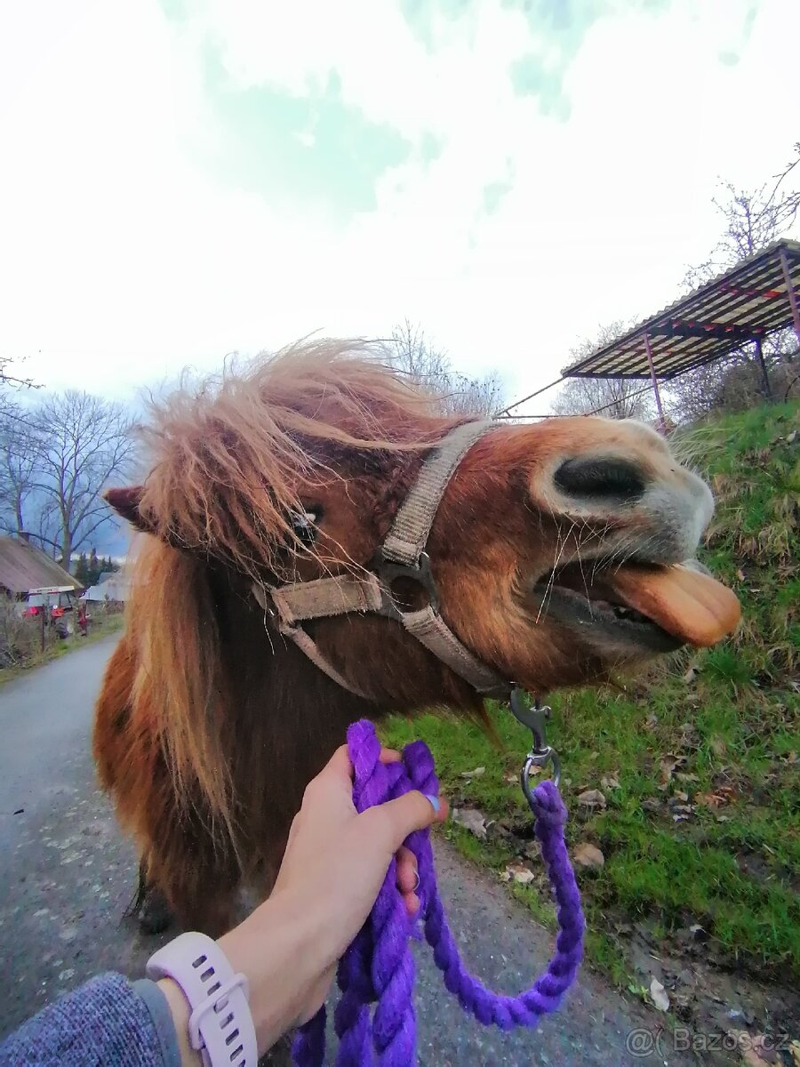 Pronájem pony - 18