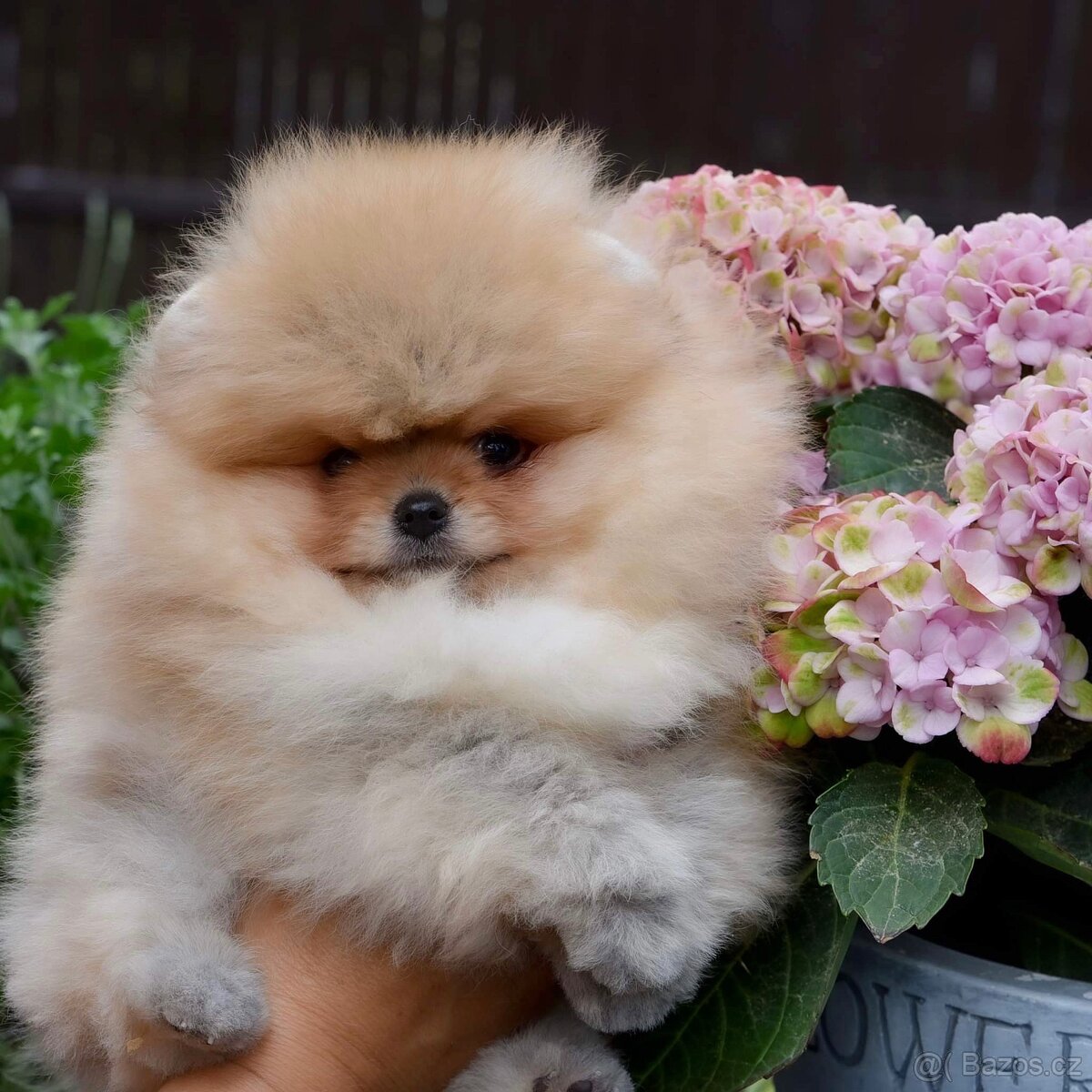 Pomeranian s PP FCI - 18