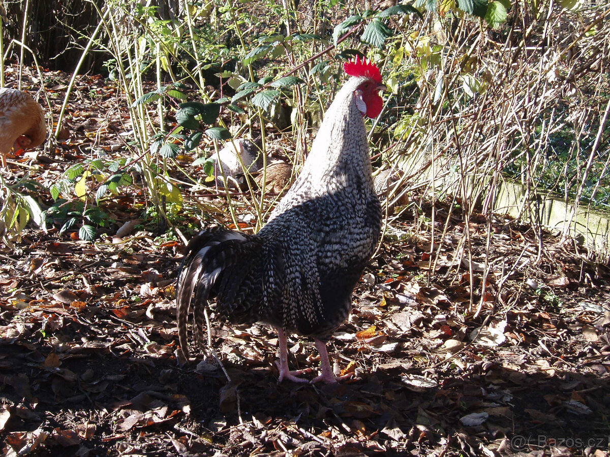 Prodám kohouta do chovu - 18