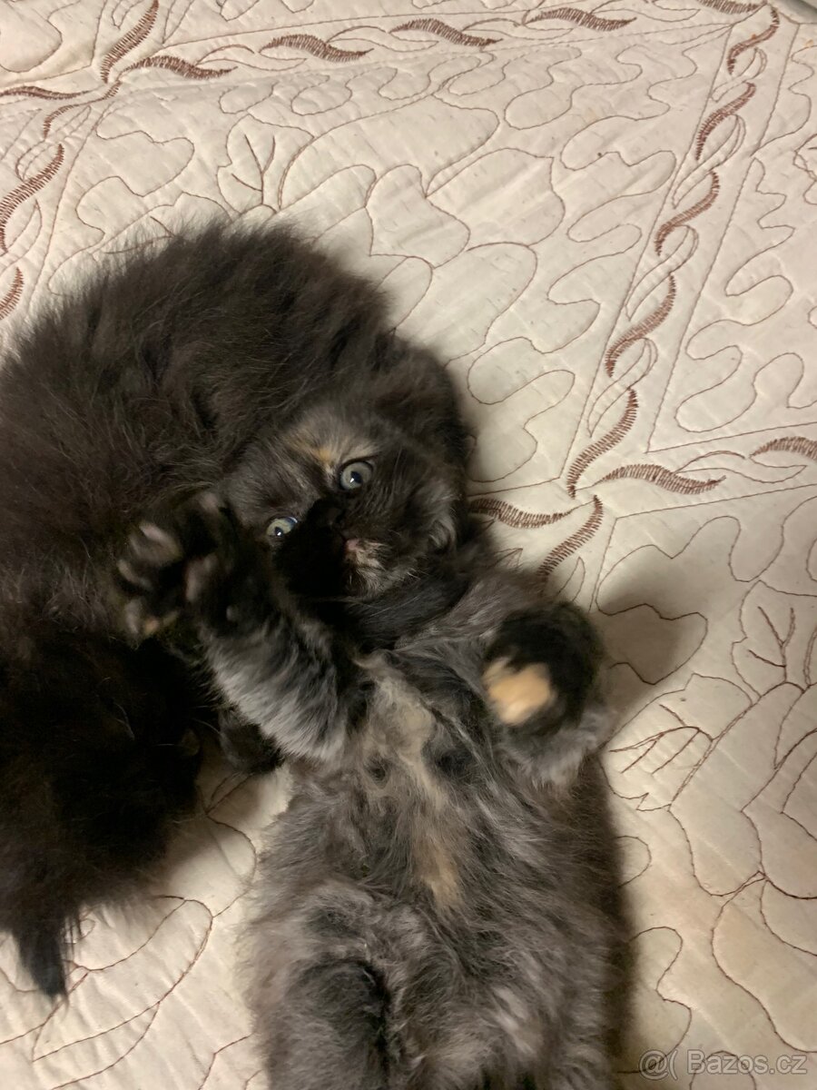 Britská koťátka - 18