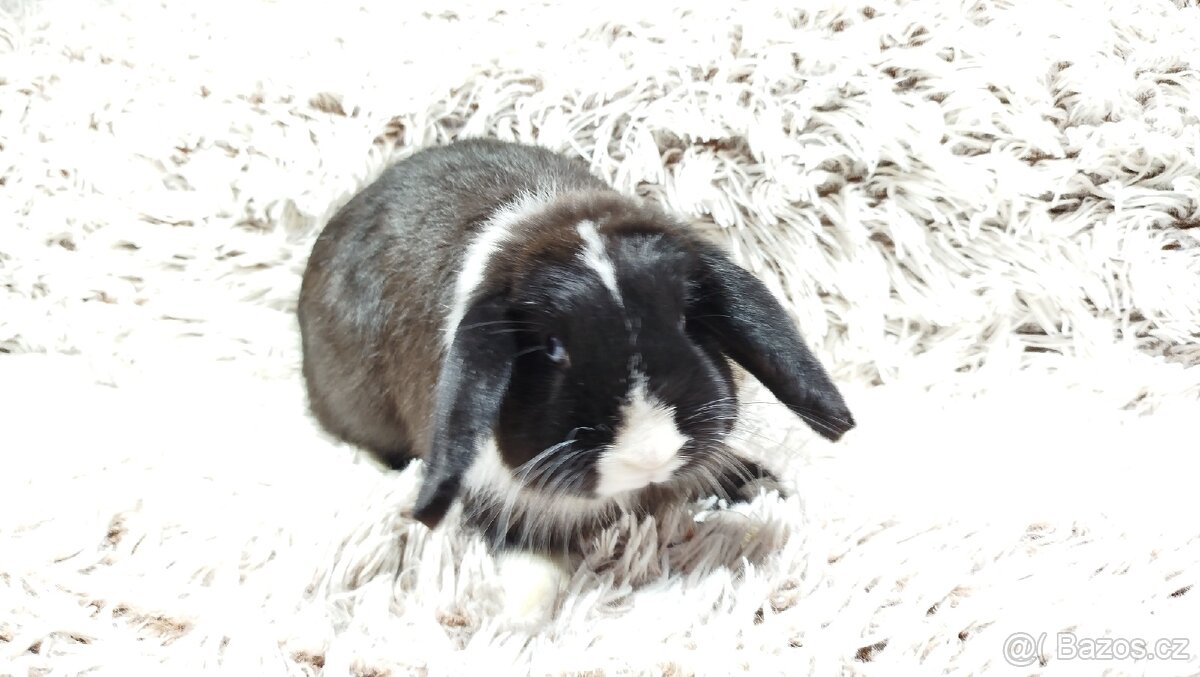 Zakrslý beránek, králíček, králík - 18