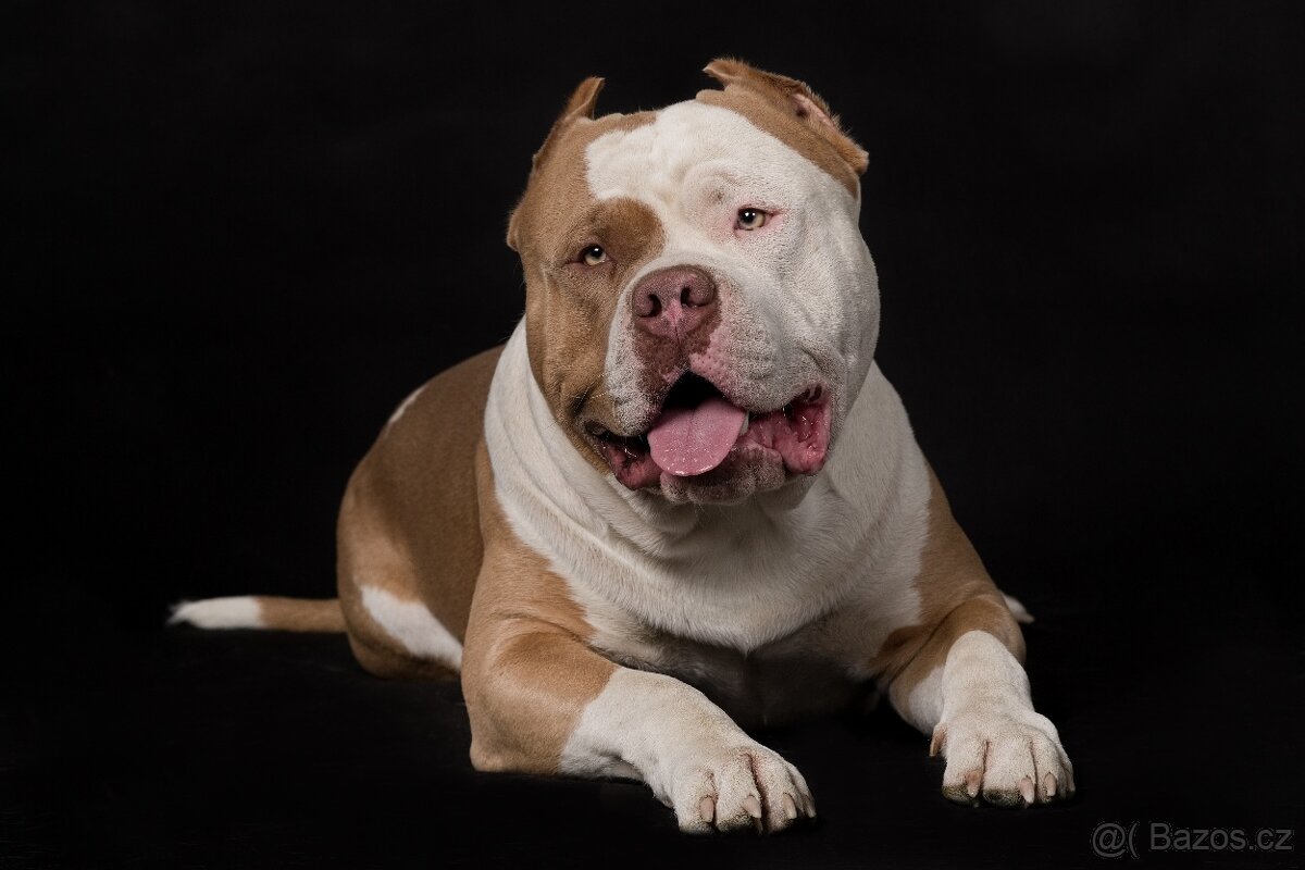 American bully xl - 18