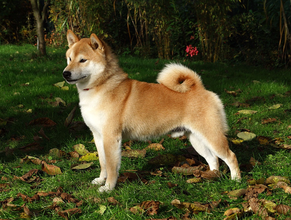 Shiba-Inu s PP FCI - 18
