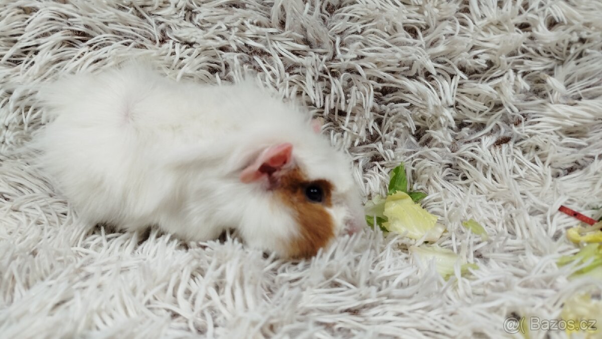 Morče, Morčata, Morčátko, Morčátka - DARWIN A MERLIN - 18