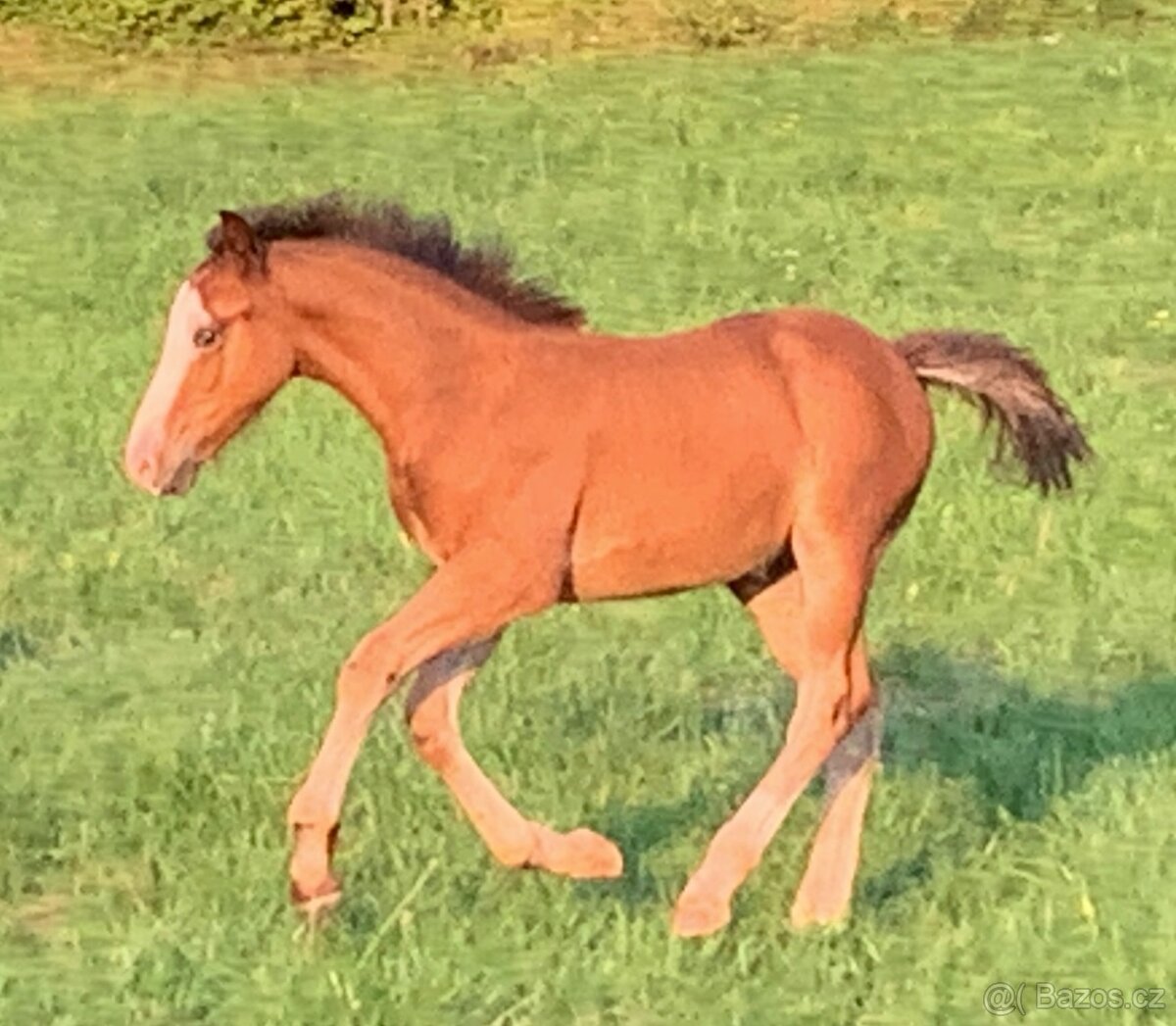 Welsh pard Bred malý sportovní kůň - 18