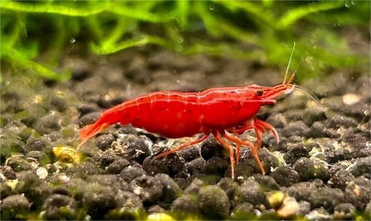 Neocaridina Krevety - 18