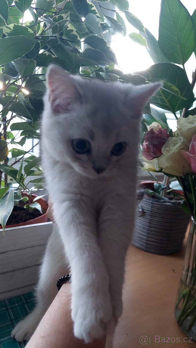 Skotské koťata bez PP - 18