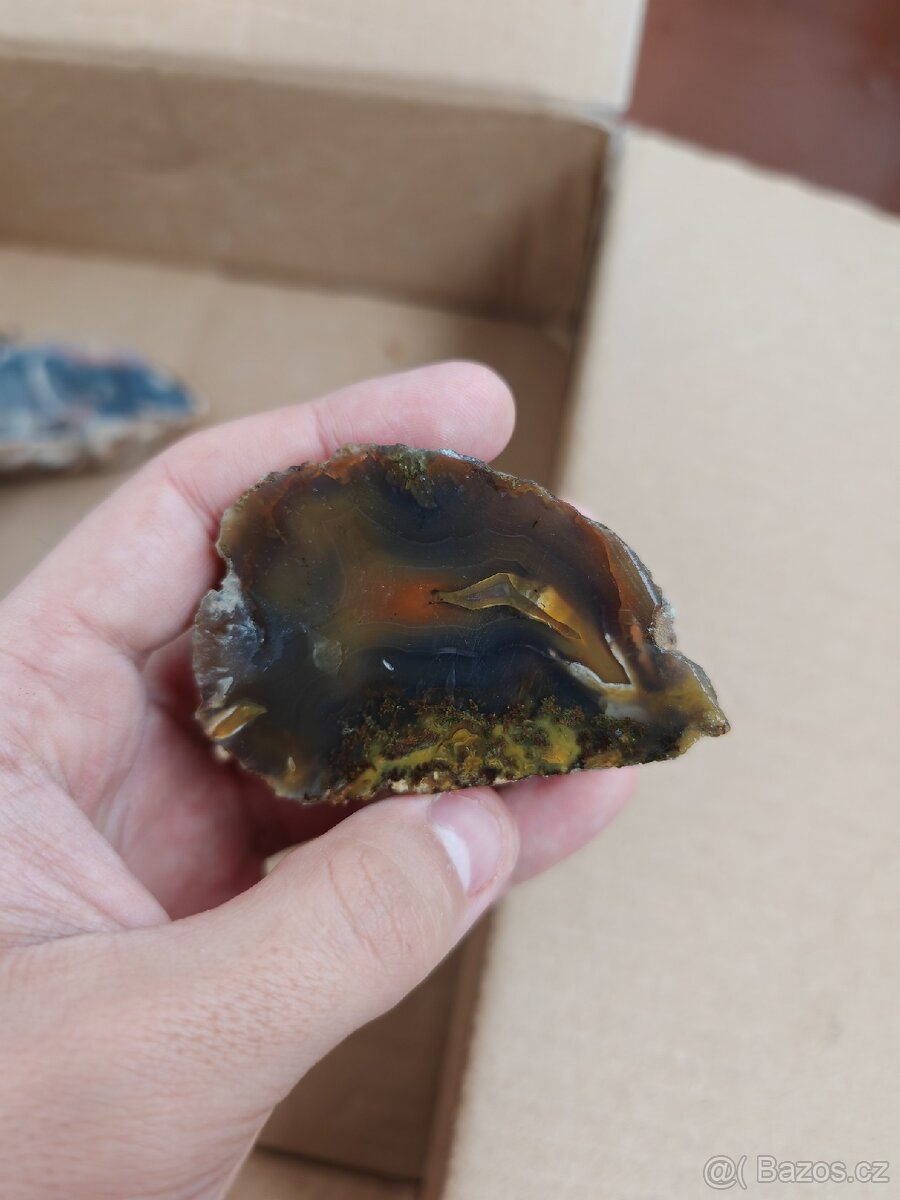 Acháty řezy Timor - 18