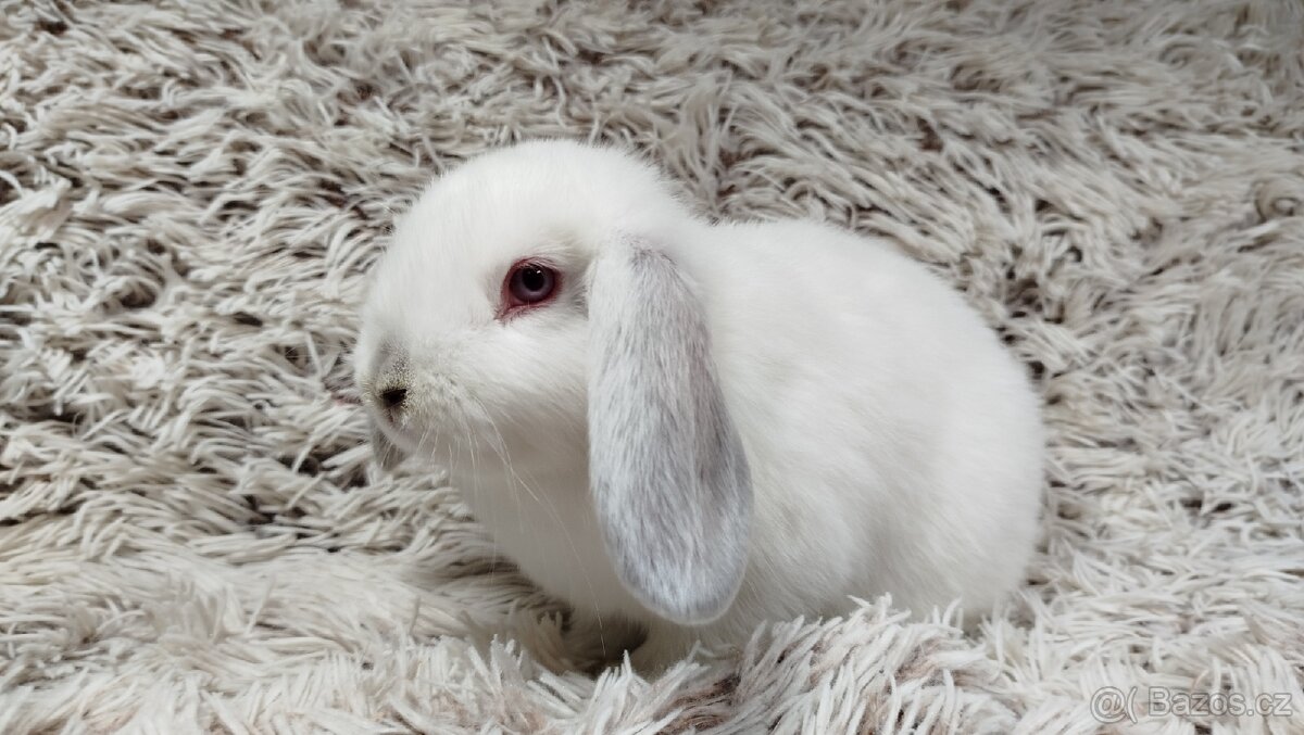 Zakrslý beránek, králíček, králík - MOLLY - 18