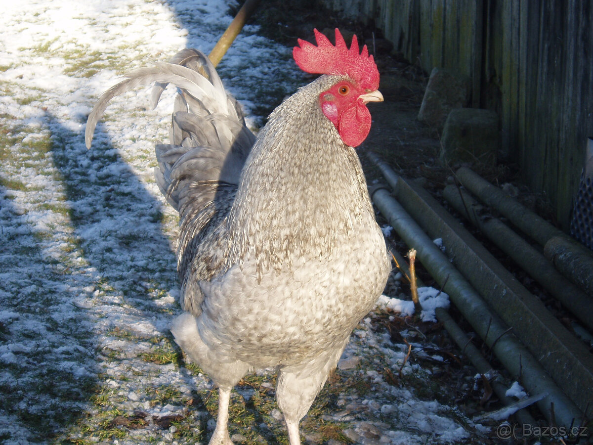 Prodám krásného kohouta do chovu - 18