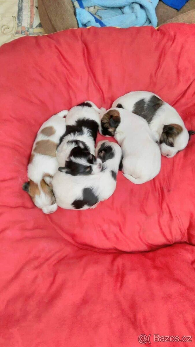 Biewer jorkšírský teriér krytí, připuštění - 18