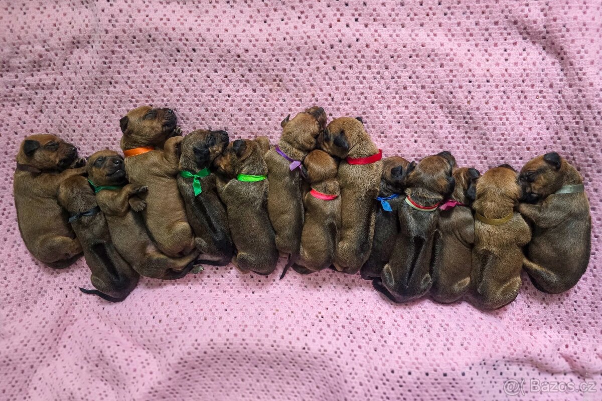 Štěňata rhodéského ridgebacka - 18