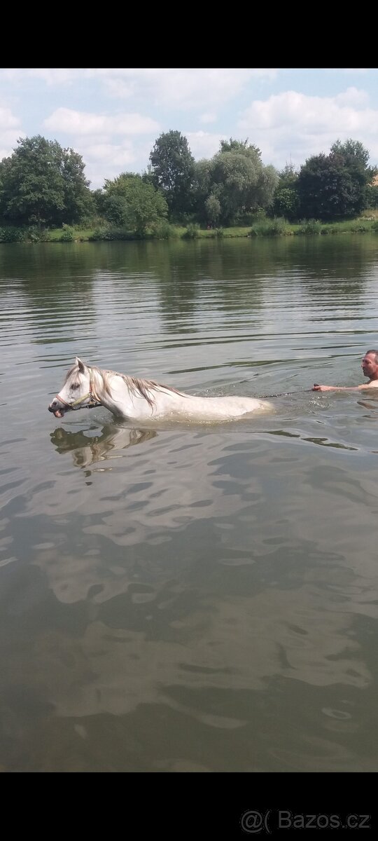 Welsh pony kobylka - 18