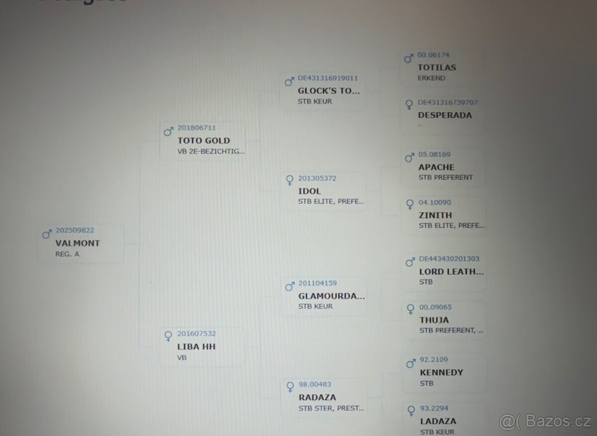 Nadějný drezurní hřebeček po odstavu Toto Gold/Glamourdale - 18