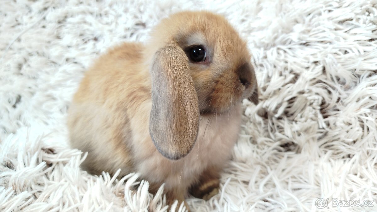 Zakrslý beránek, králíček, králík - JIJI - 18