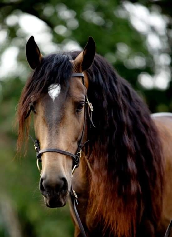 PŘIPOUŠTĚNÍ PSL - 18