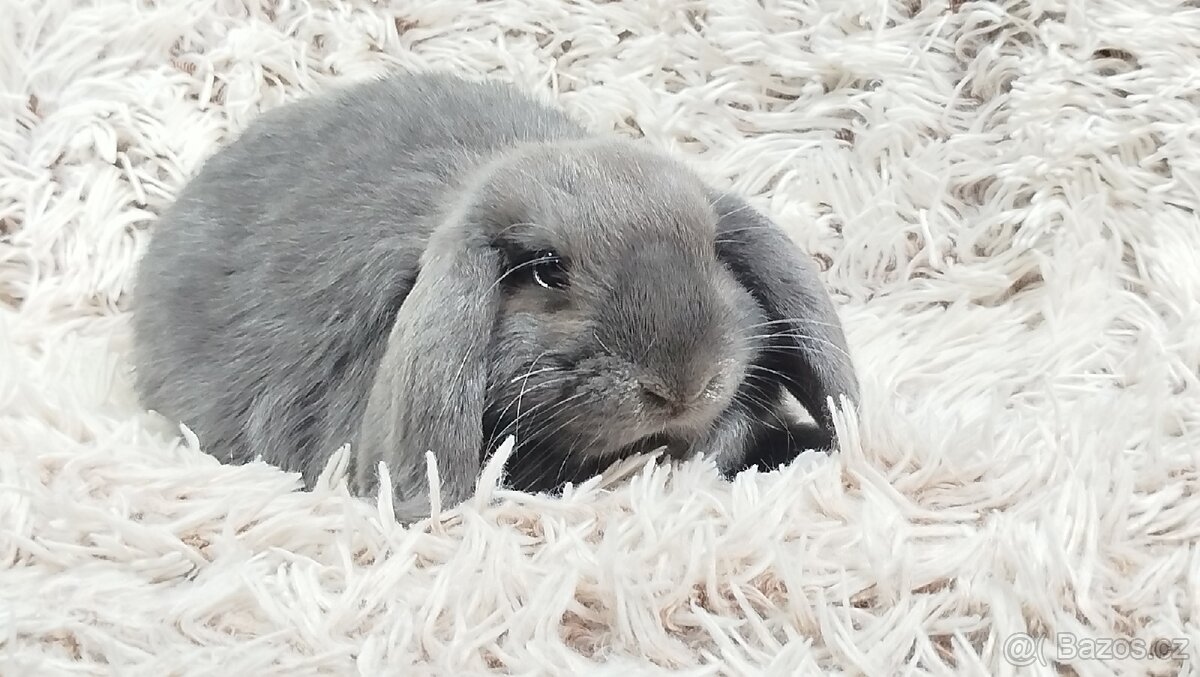 Zakrslý beránek, králíček, králík - BONNY - 18