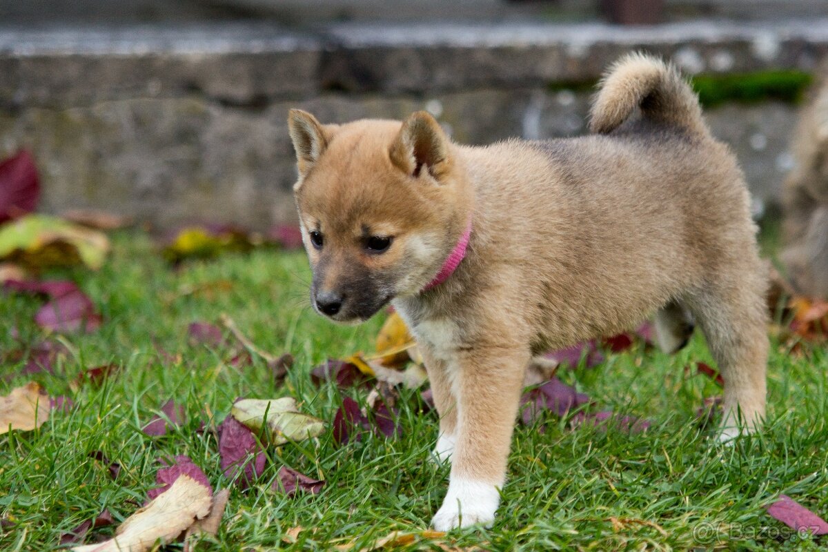 Shiba inu s PP - 18