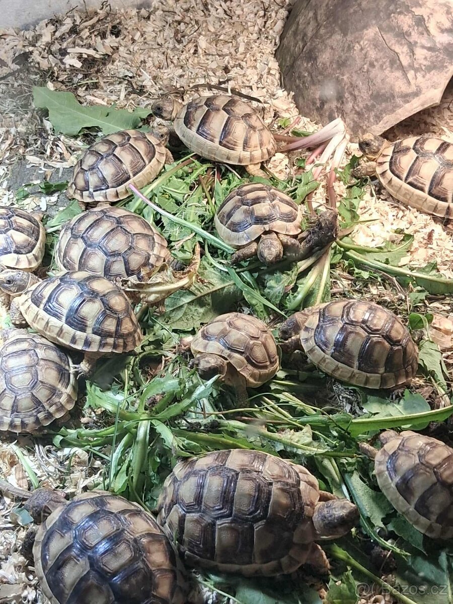 prodám mláďata želv + kompletní terárium - 18