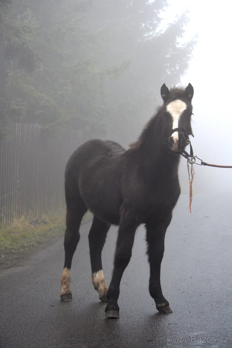 Welsh cob - hříbata 2025 - 18