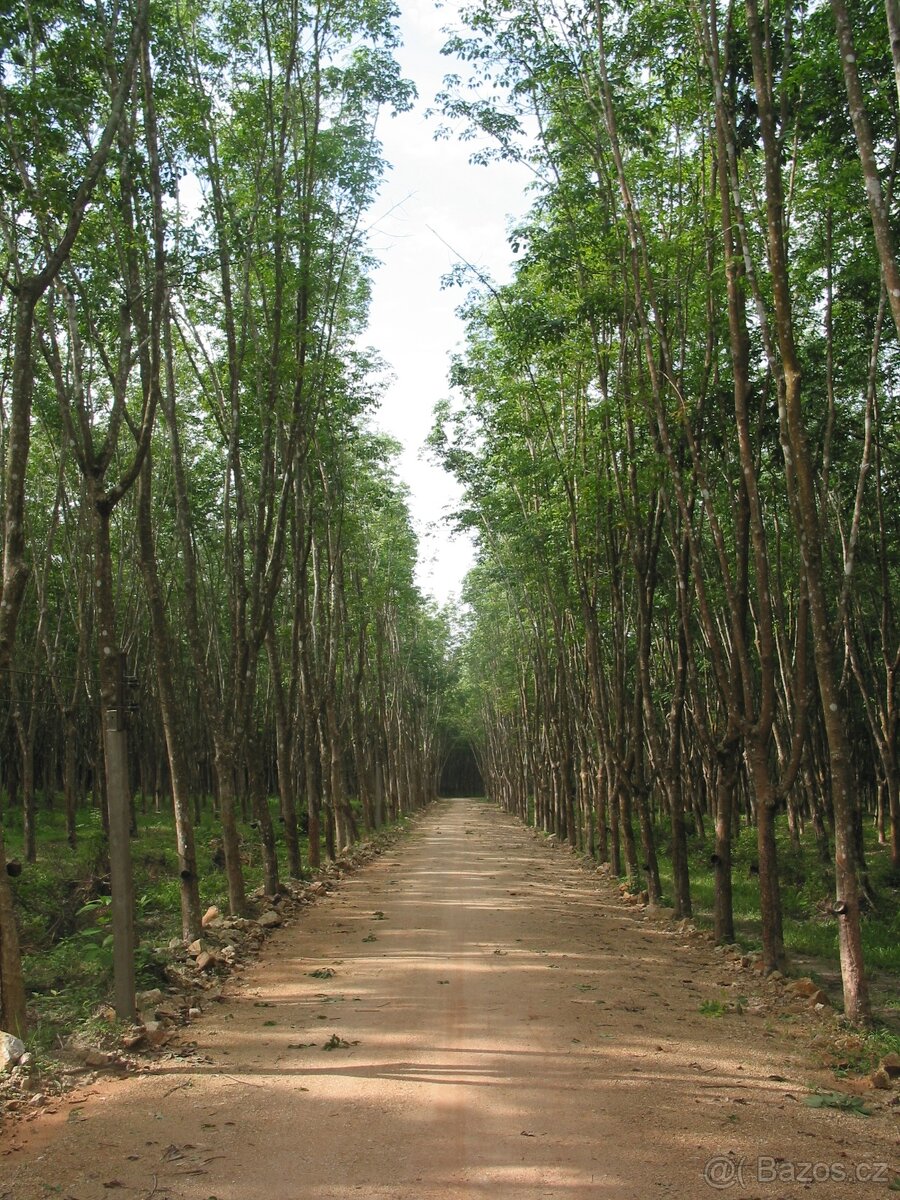 Celomasivní dřevěná podlaha HEVEA - 599,- Kč/ m2 - 18