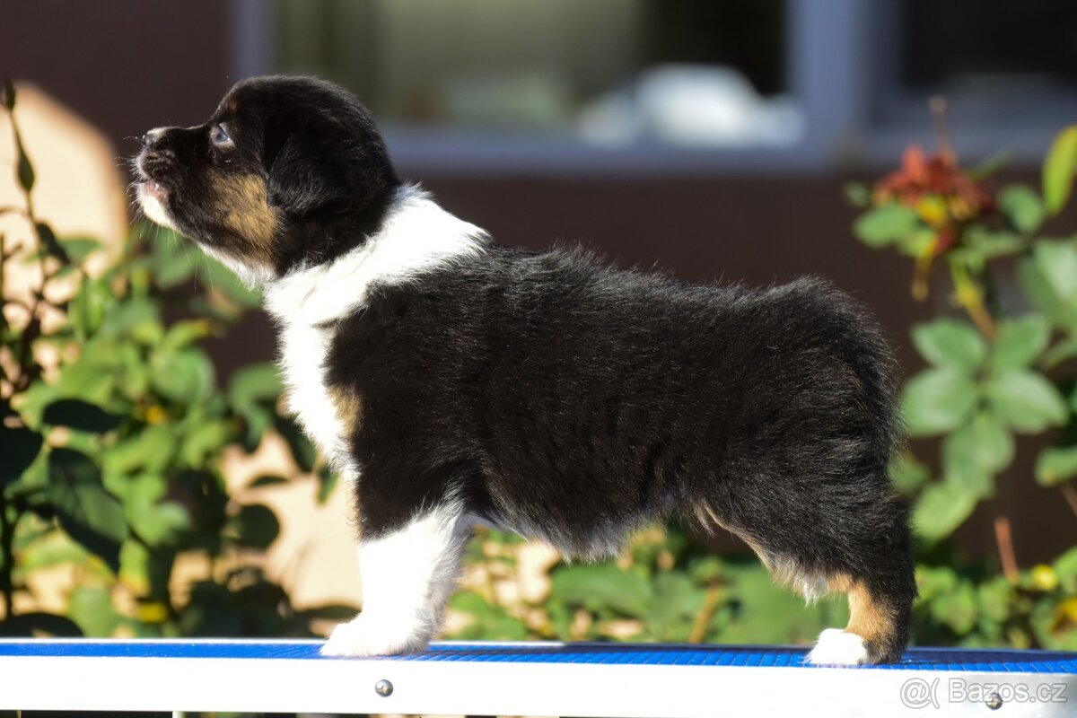 Australský ovčák s PP - blue Merle a black tri - 18