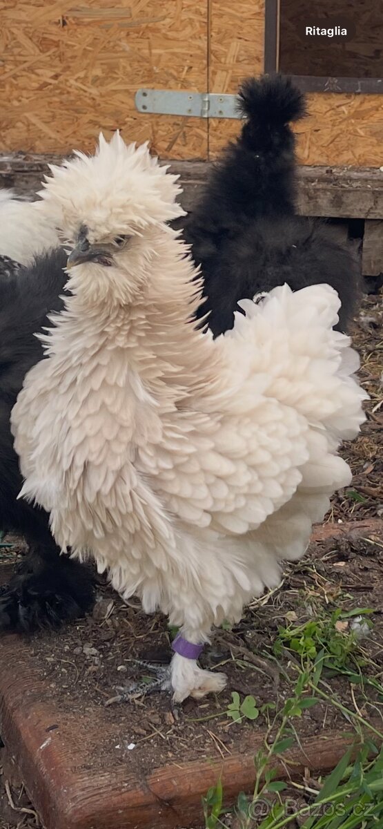 Násadová vajíčka Australka velká černá a modrá a Hedvábnička - 18