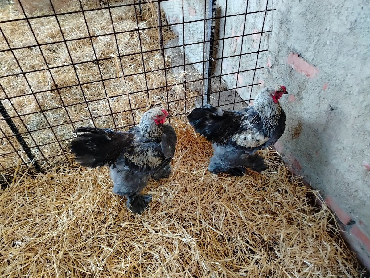 Prodám brahamku velkou - 18