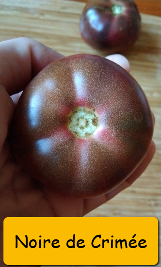 Semínka rajčata tyčkové - různé druhy - 18