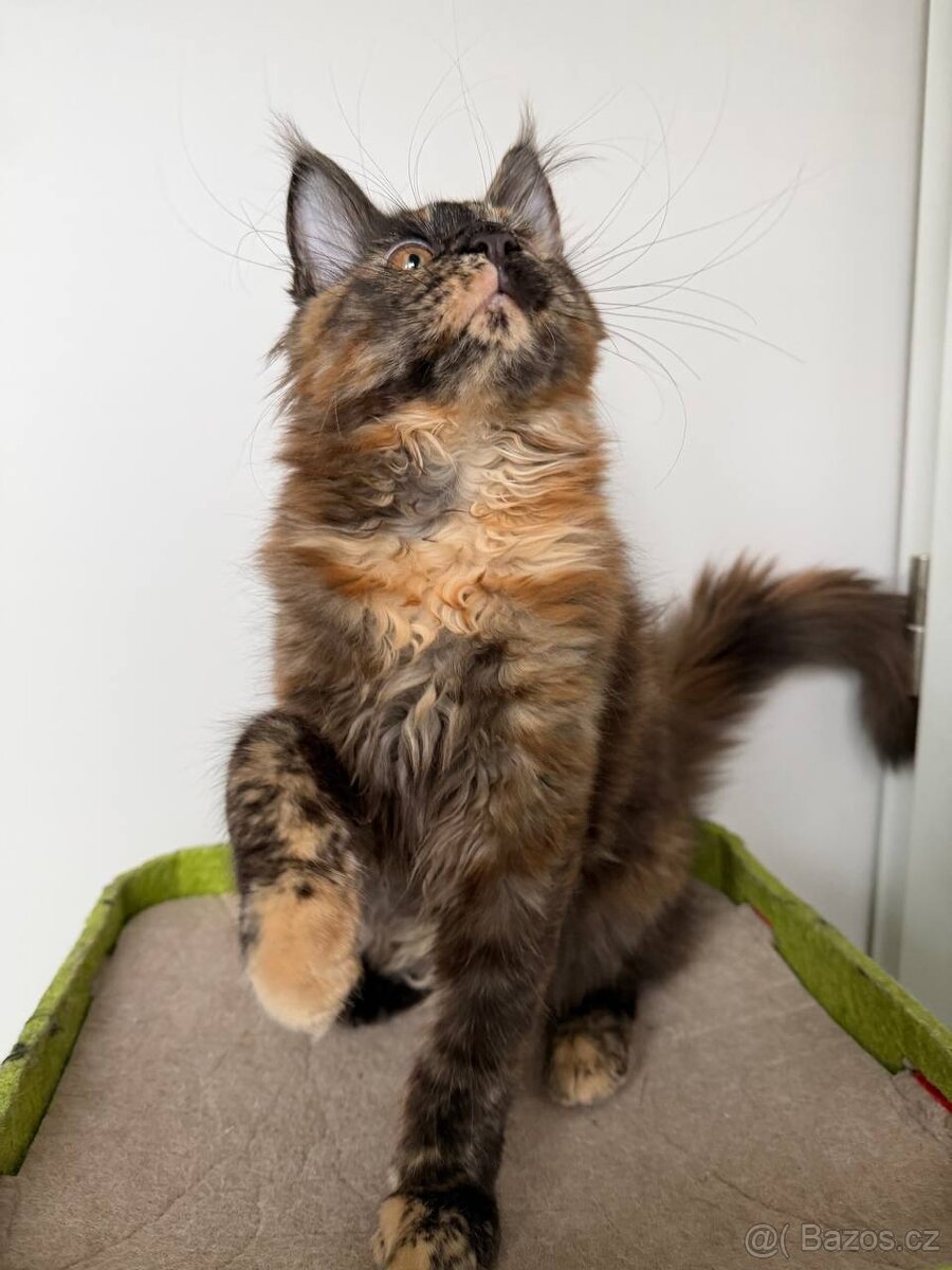 Mainská mývalí koťátka s PP - 18