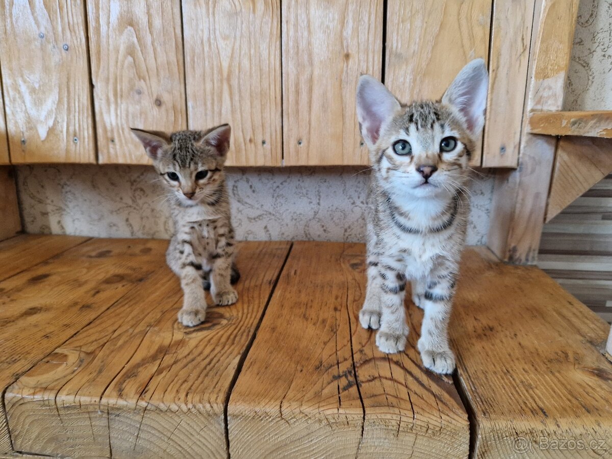 Savannah kotatka F5 - 18