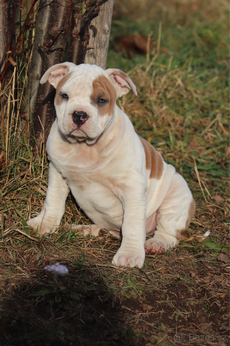 Americký stafordšírský teriér s PP pejsek SPIRIT - 18