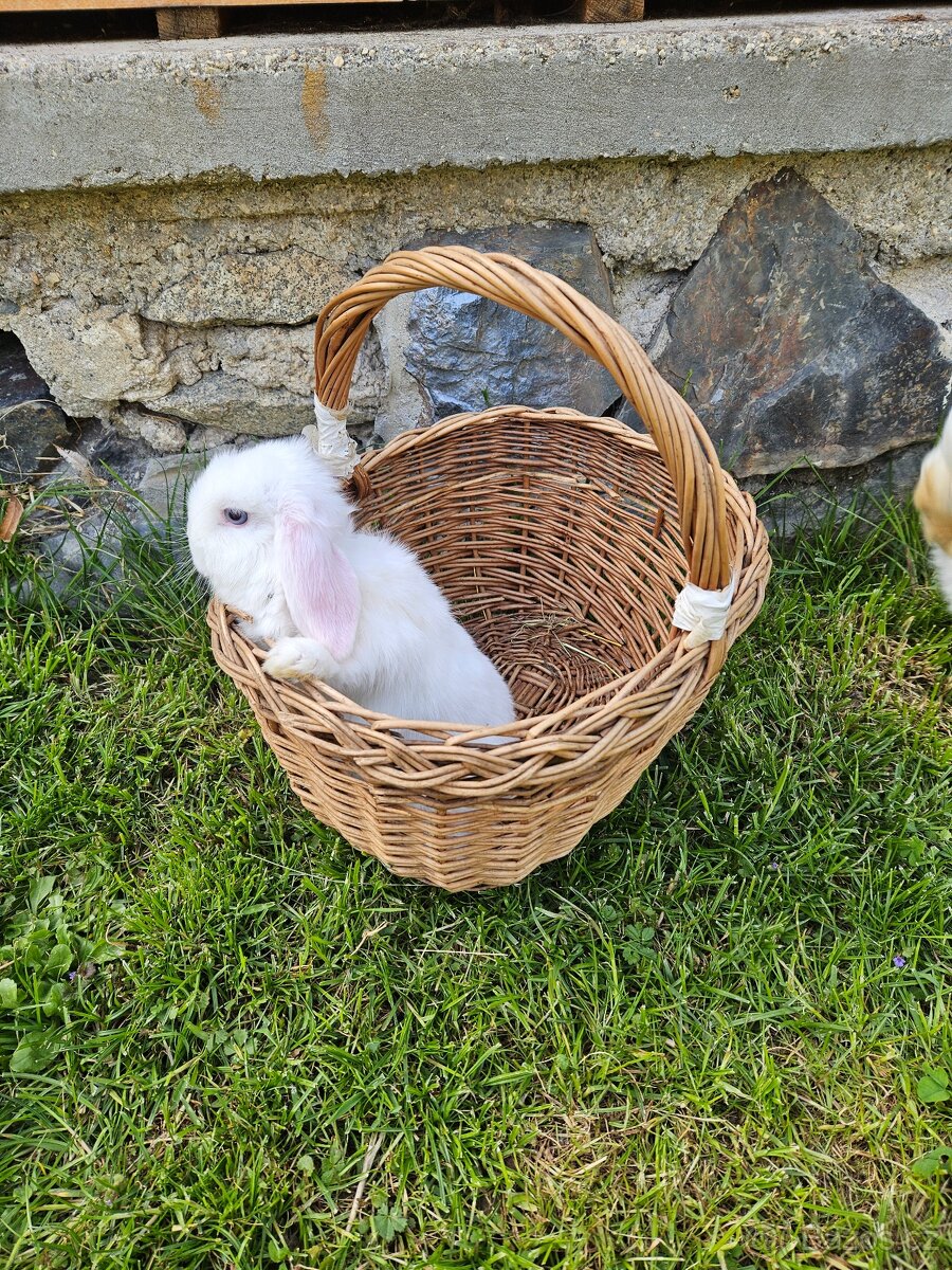 Zakrslý králík - 18