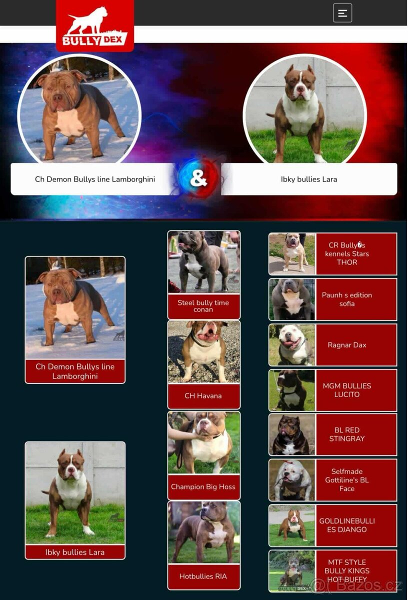 American bully - ch.s. Family Muscle Bullies - 18