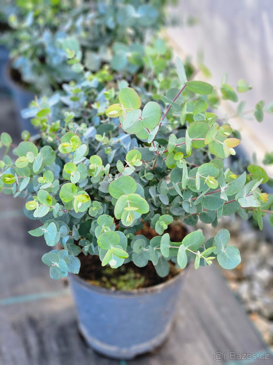 Jarní květiny, rostliny - 18