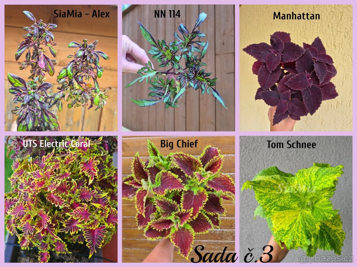 Africké okrasné kopřivy COLEUS SEMENA - 18