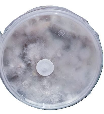 Hlíva ústřičná, plicní, modrá, žlutá, růžová, královská - 18