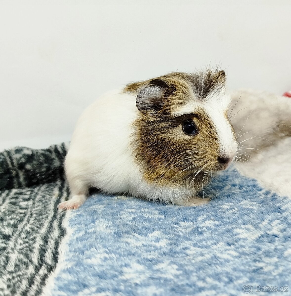 Morče, Morčata, Morčátko, Morčátka - SAMIČKY - 18