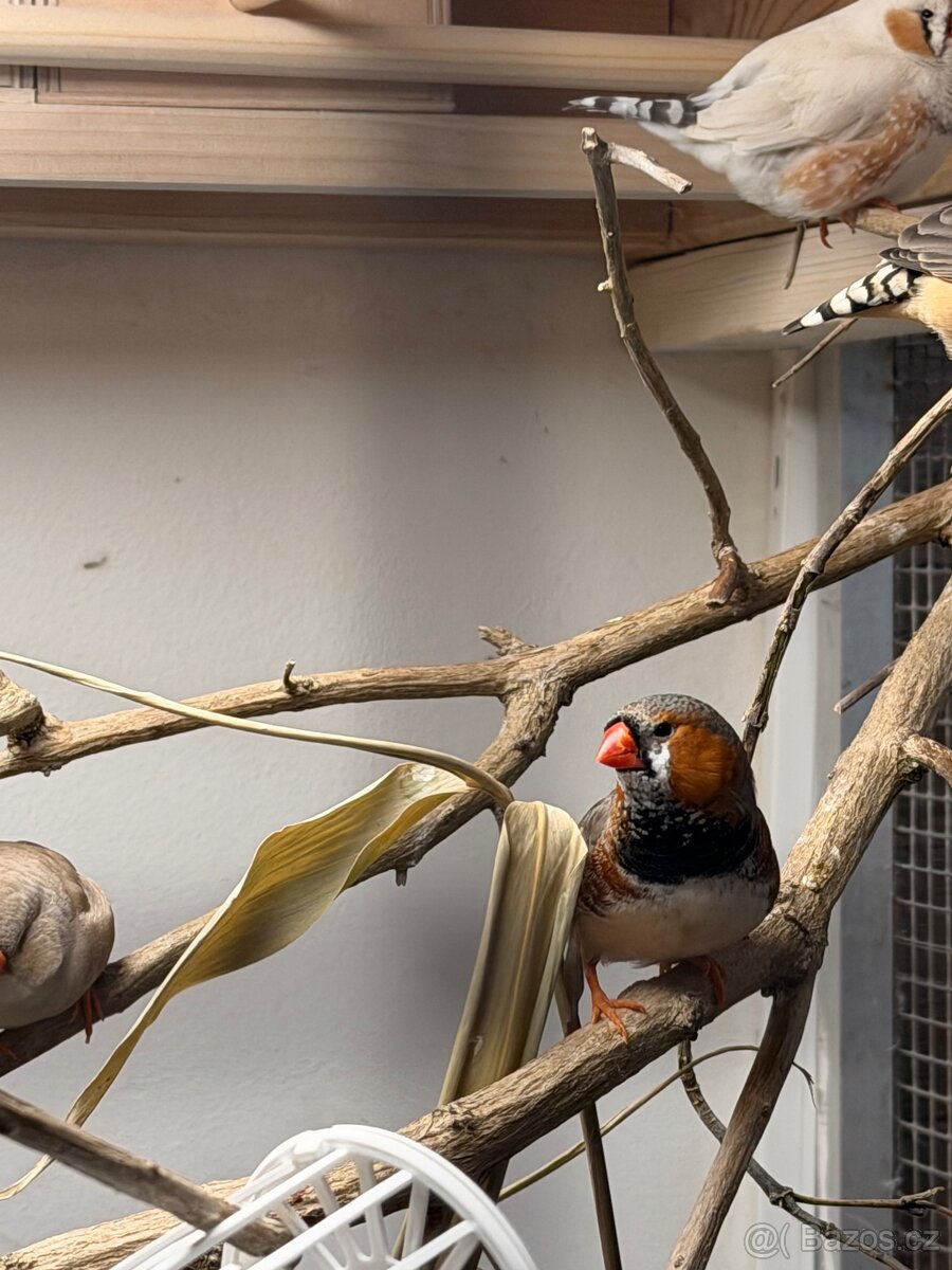 Výstavní zebřičky - 18