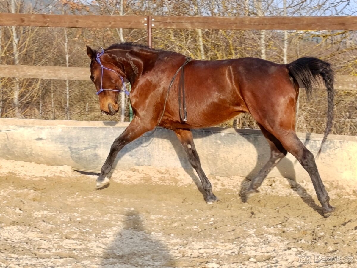 Klisna / Klusák / 7let / Prodej - 18