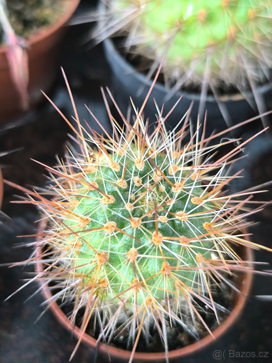 Sukulenty a kaktusy - 18