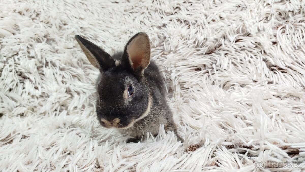 Zakrslý králík, králíček- (REX) DAISY - 18