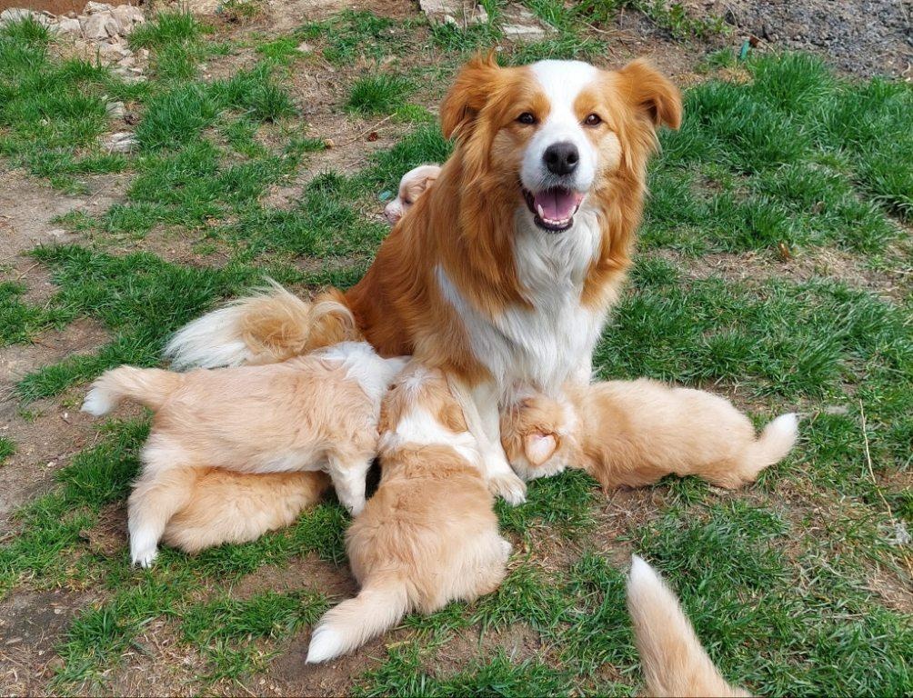 border kolie ee - red - 18