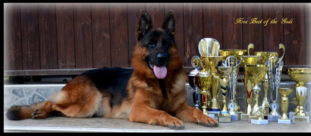 Německý Ovčák - štěňata - 18