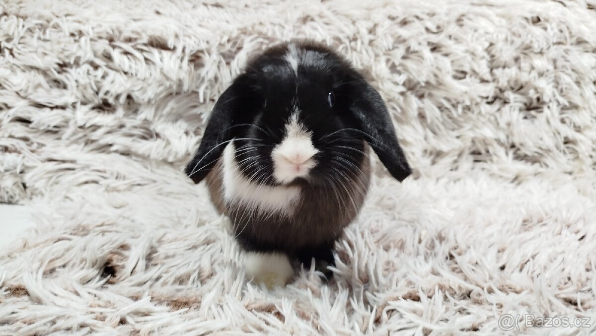 Zakrslý beránek, králíček, králík - 18